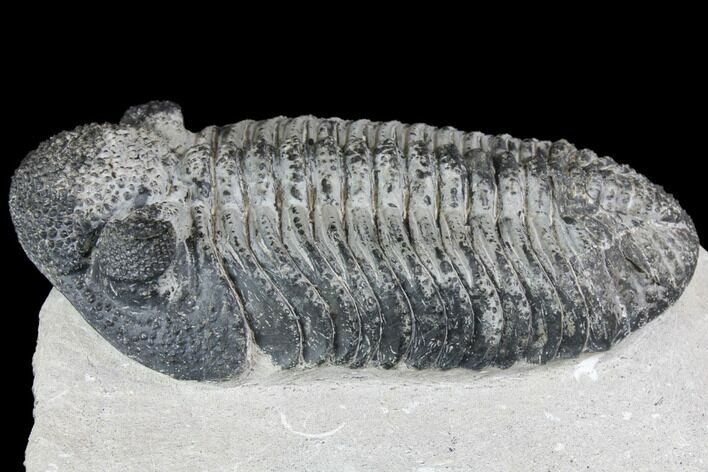 Prone Drotops Trilobite With White Patina - Mrakib, Morocco #146597